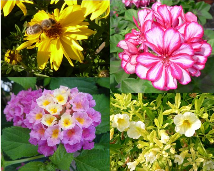 Bild mit Beet- und Balkonpflanzen, Bidens, Pelargonie, Lantane, Calibrachoa mit Eisenmangel